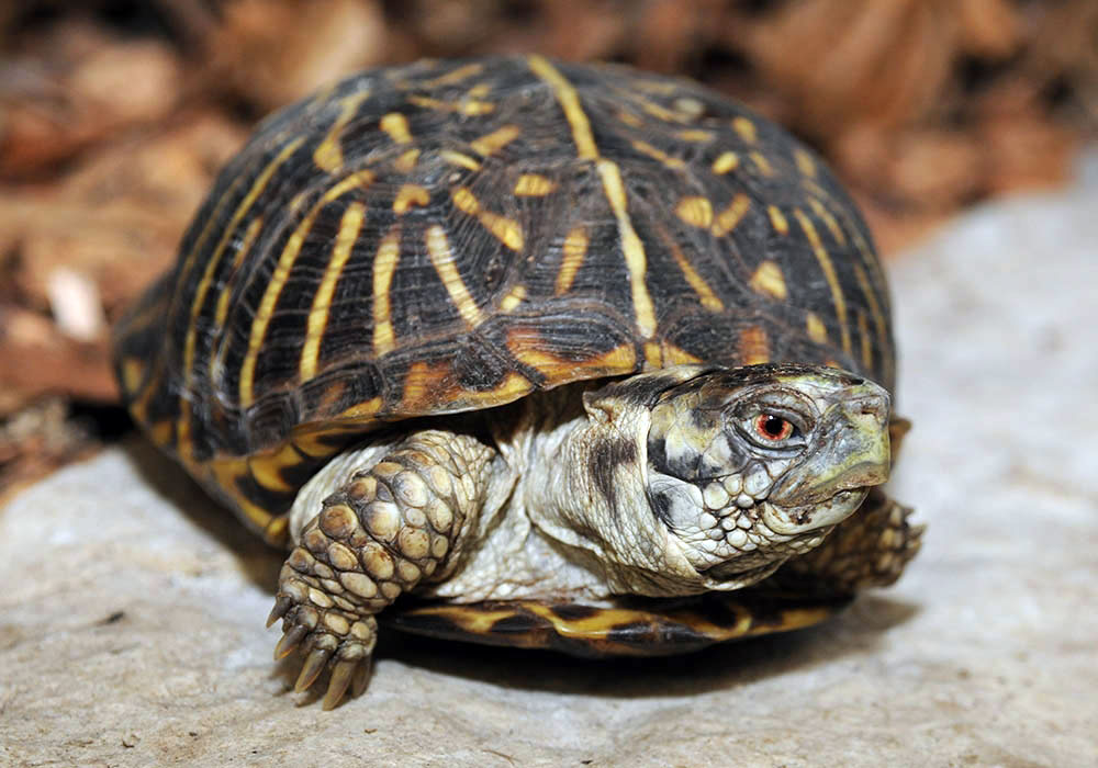 box turtle