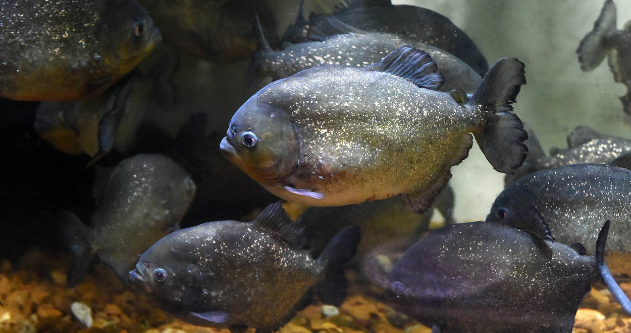 red piranha at Brookfield Zoo