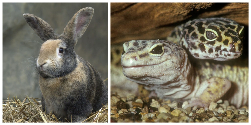 rabbit and gecko