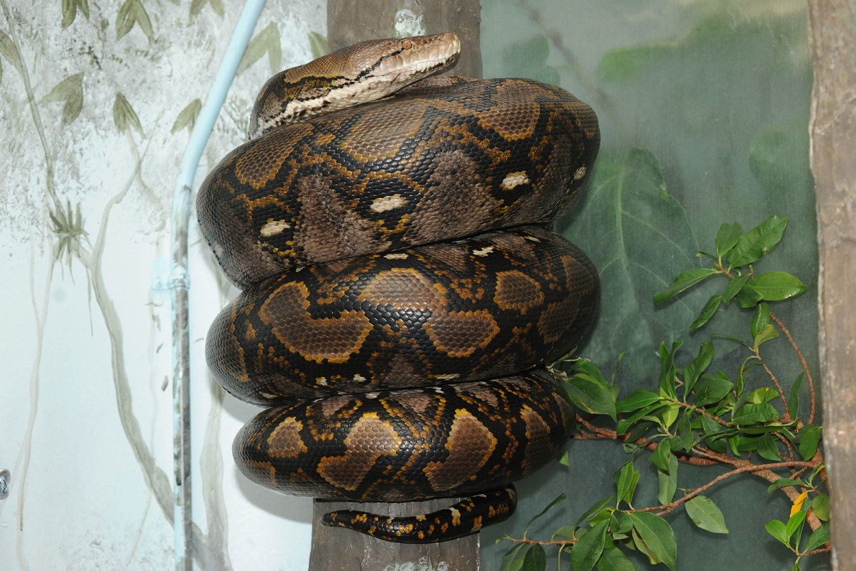 reticulated python at Brookfield Zoo