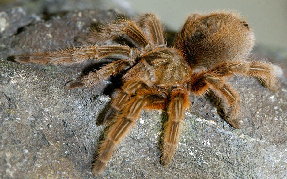 Tarantula