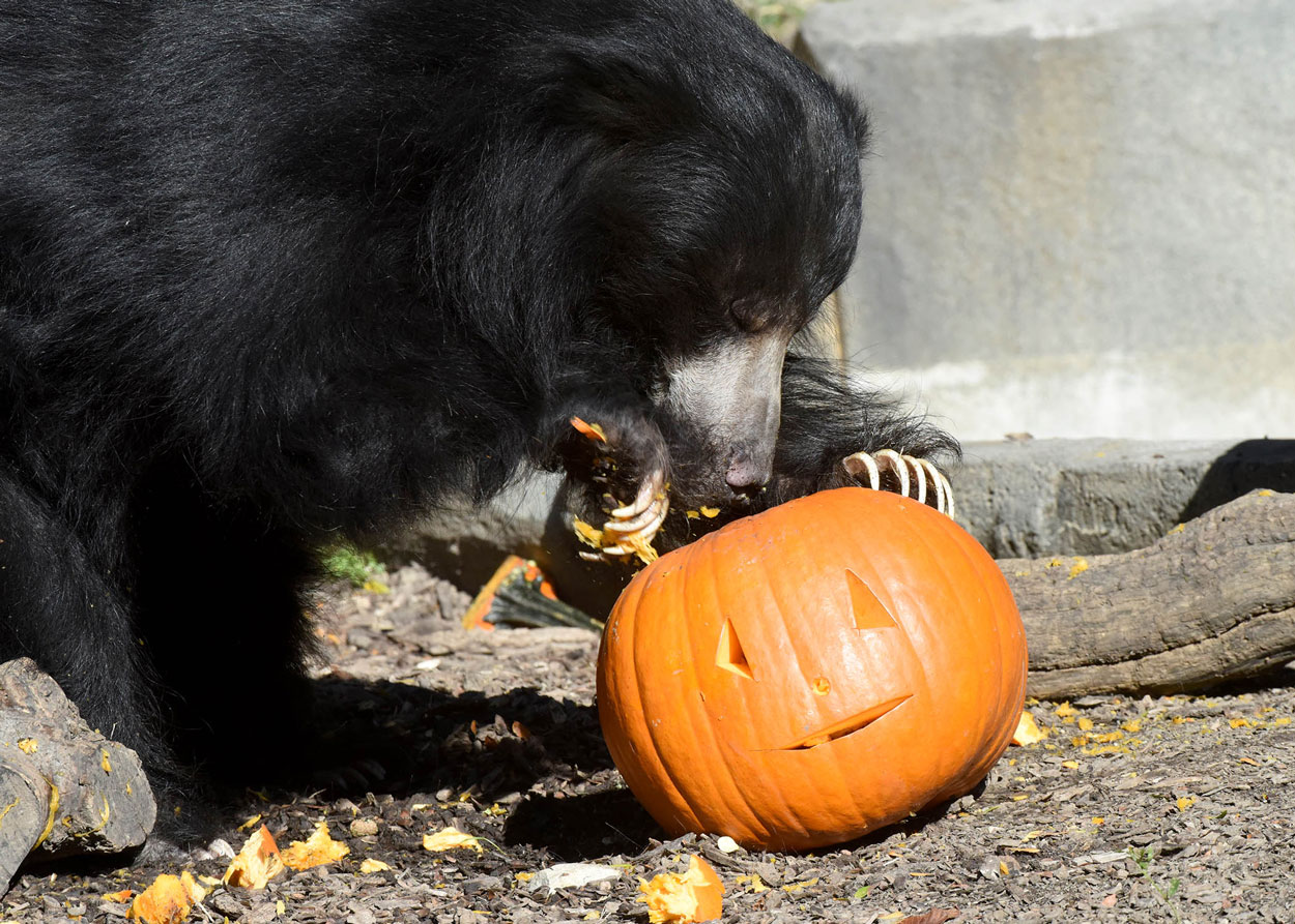 Pumpkins to the Animals