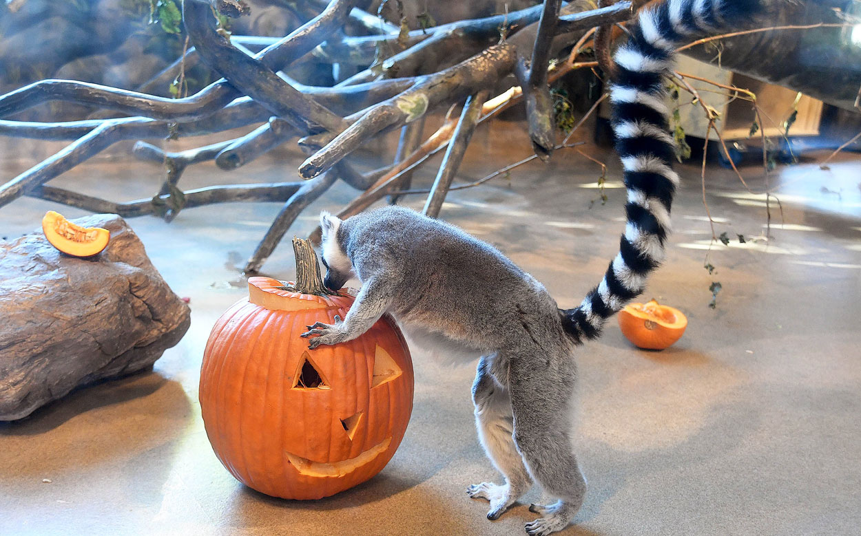 Pumpkins to the Animals