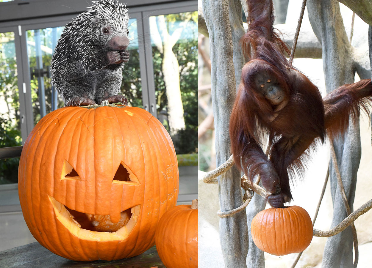 Pumpkins to the Animals