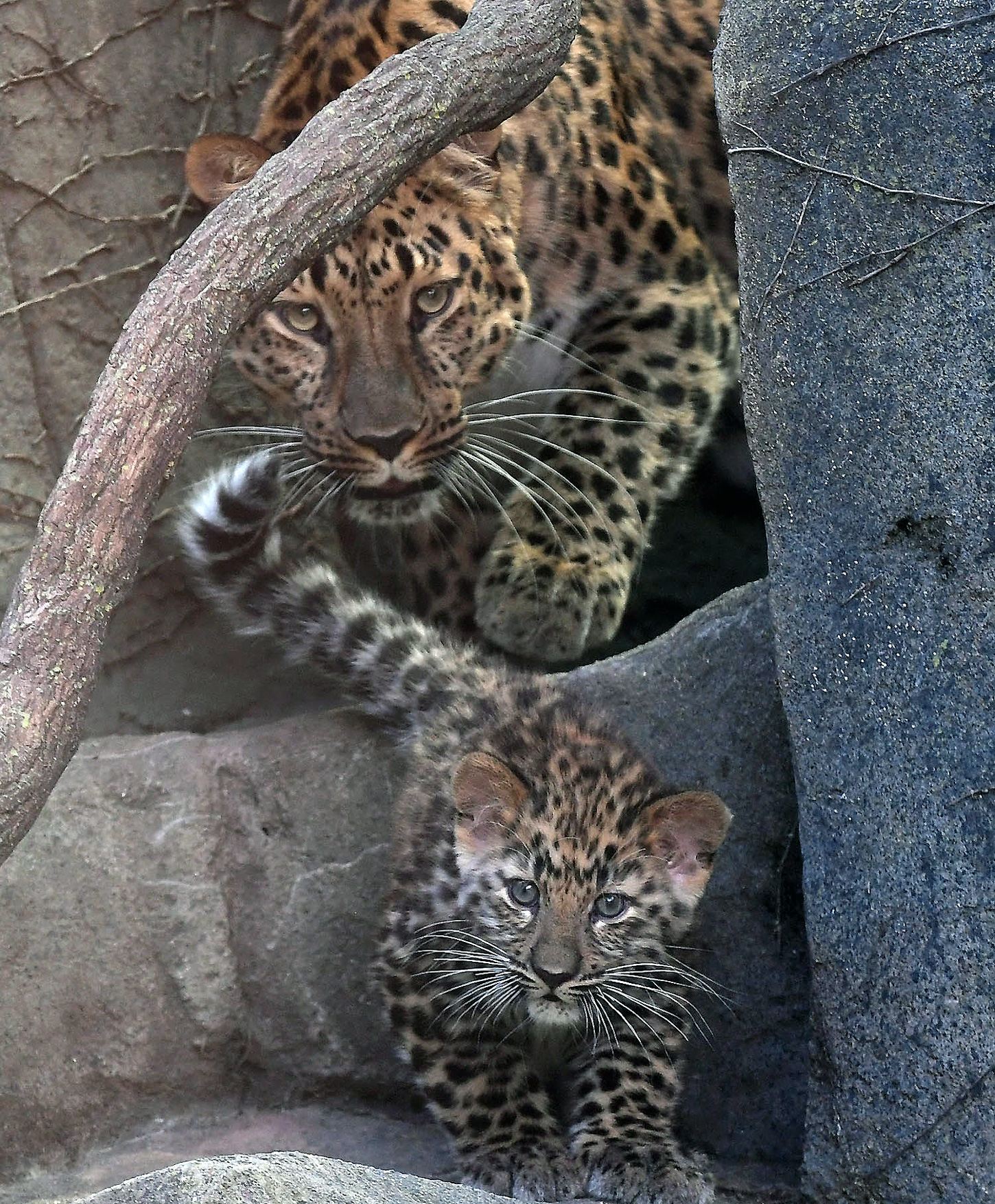 Amur Leopard Cubs at Brookfield Zoo