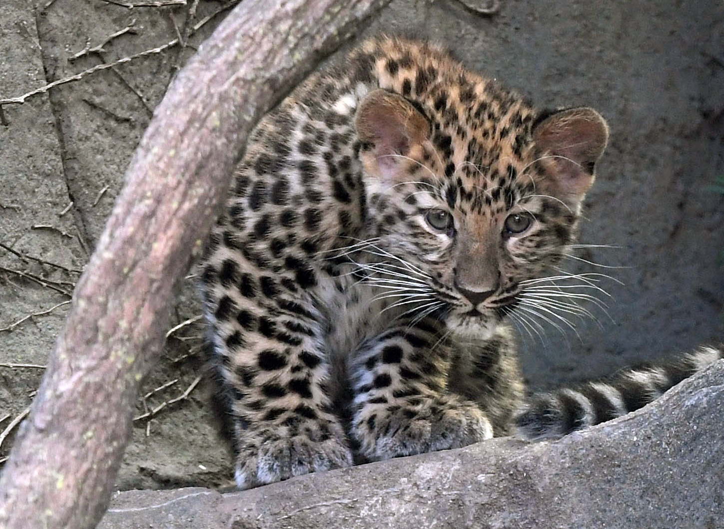 Amur Leopard Cubs at Brookfield Zoo