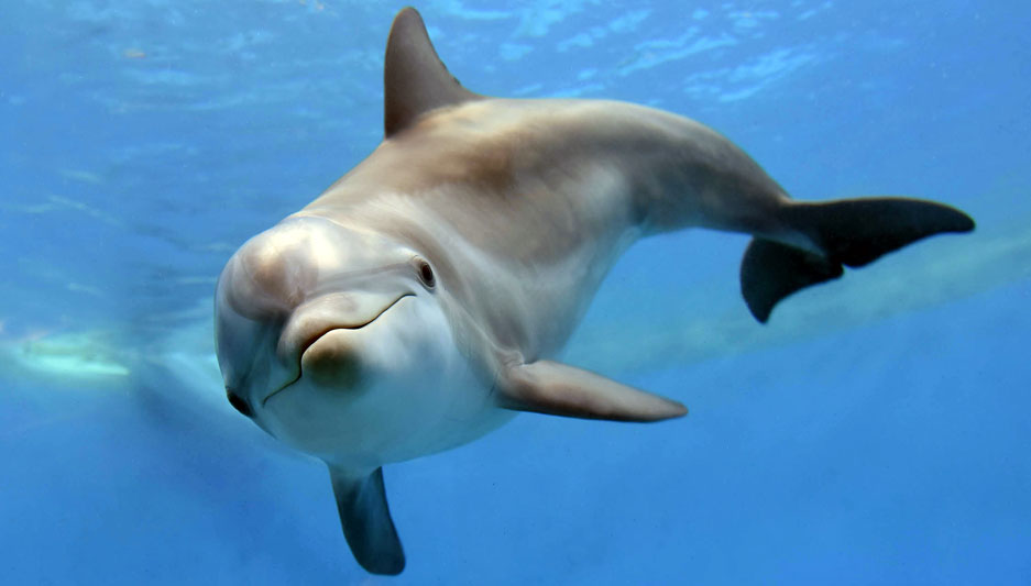 Maxine Dolphin at Brookfield Zoo