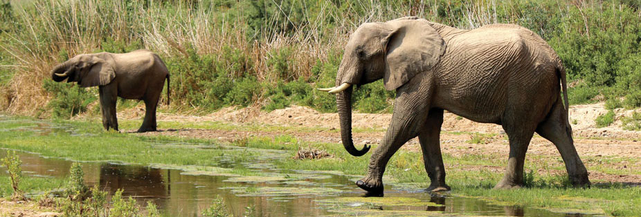 Elephants