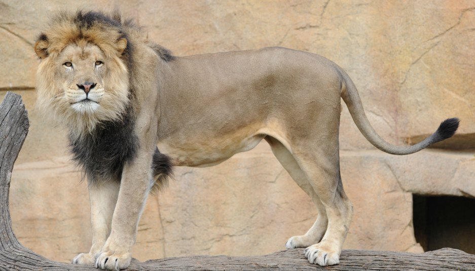 Zenda lion at Brookfield Zoo