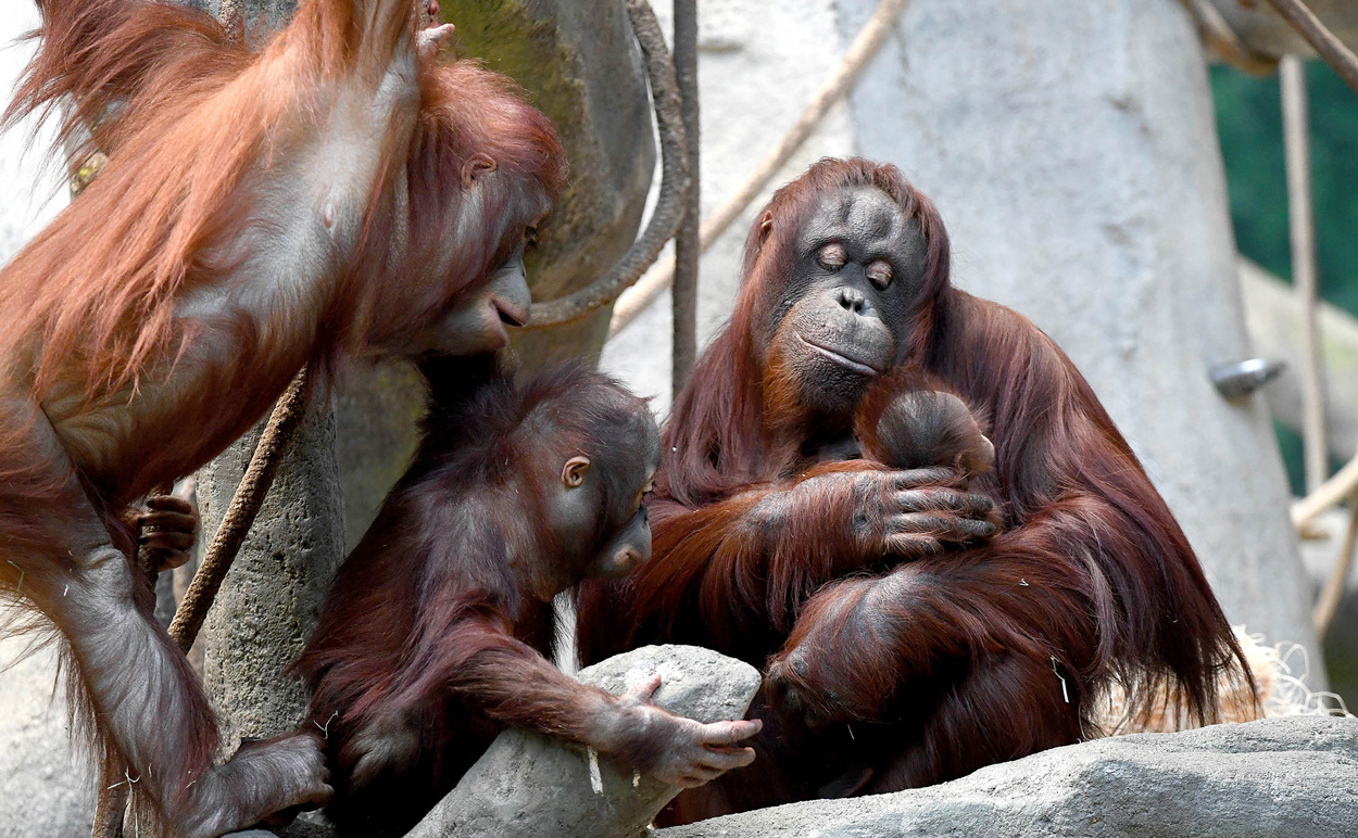 Orangutans at Brookfield Zoo