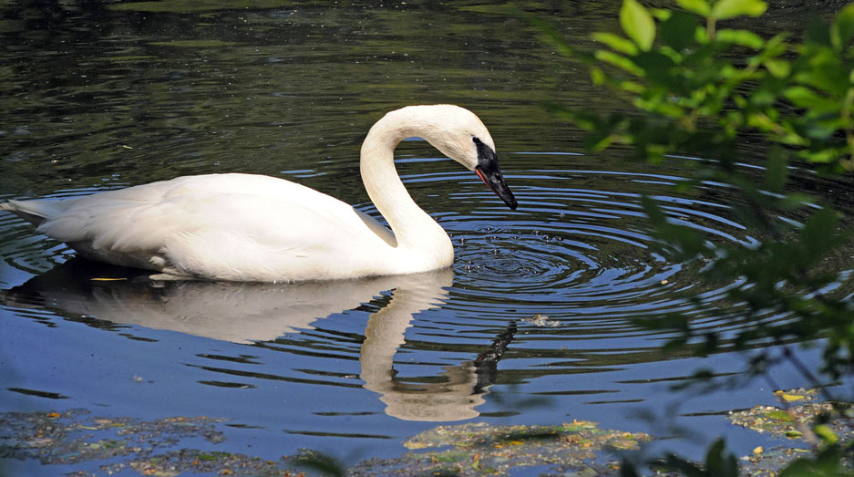 swan at Brookfield Zoo