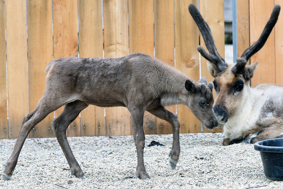 Reindeer at Brookfield Zoo