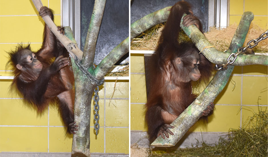 Kecil orangutan climbing