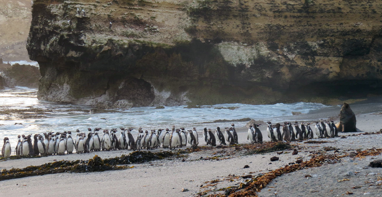 Punta San Juan reserve in Peru