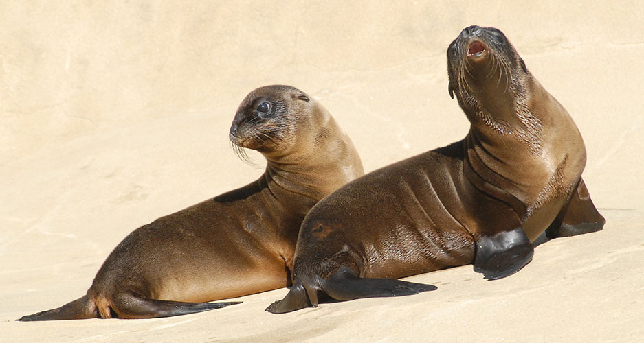 Sea Lion Pups