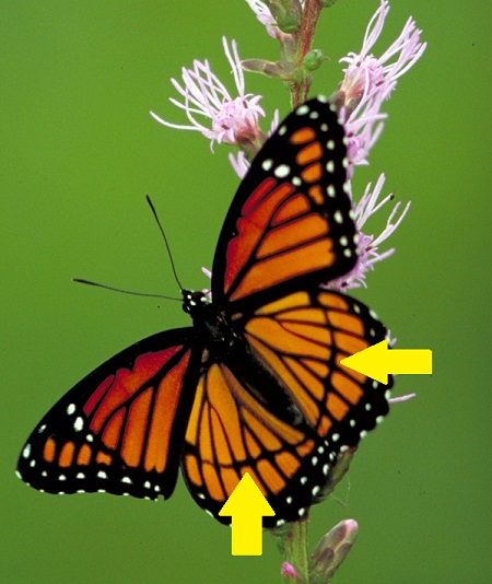 viceroy