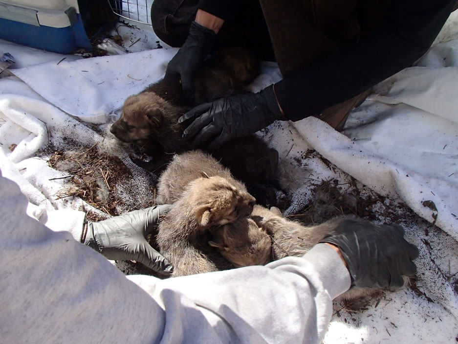 Mexican wolf pups in Arizona