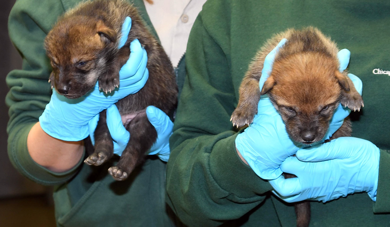 wolf pups at Brookfield Zoo