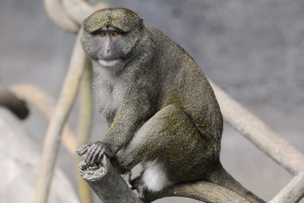 Allen's Swamp Monkey at Brookfield Zoo