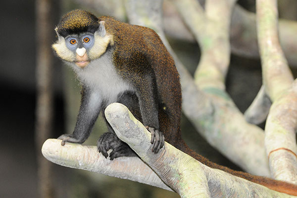 Red-tail guenon