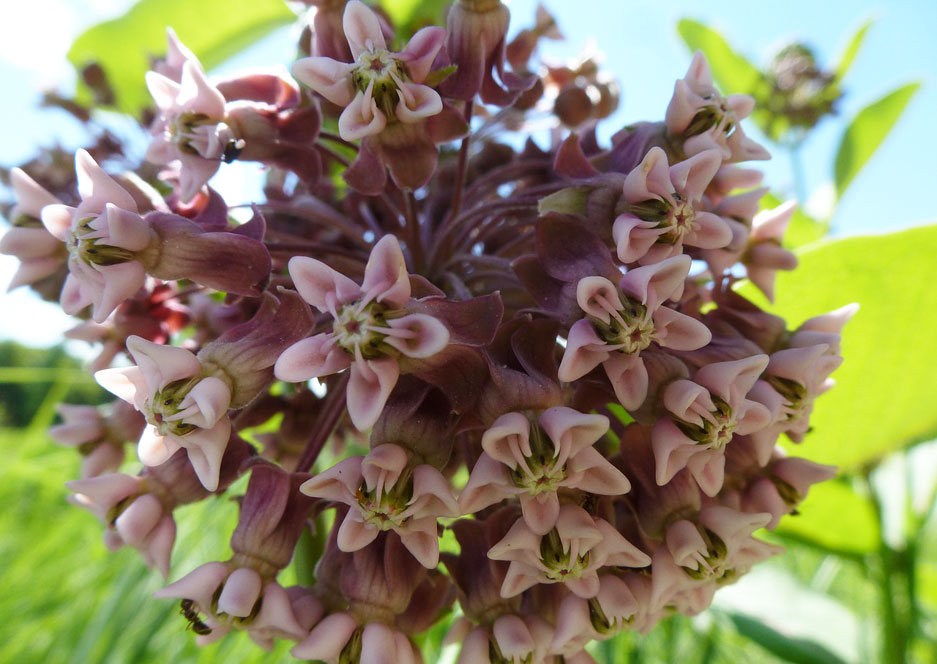 Milkweed