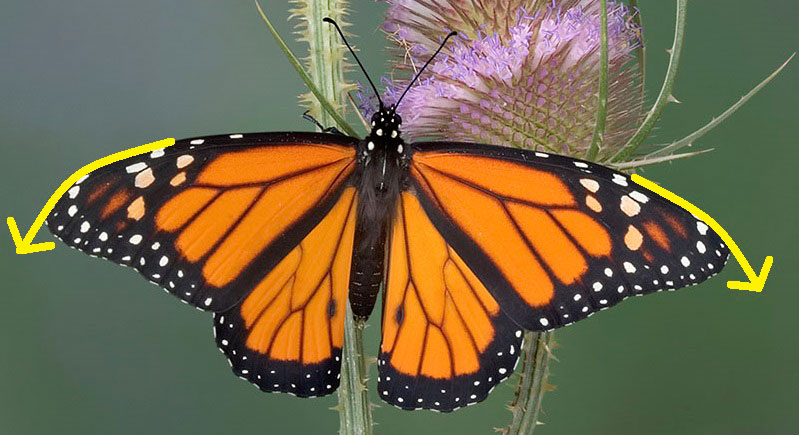 monarch butterfly