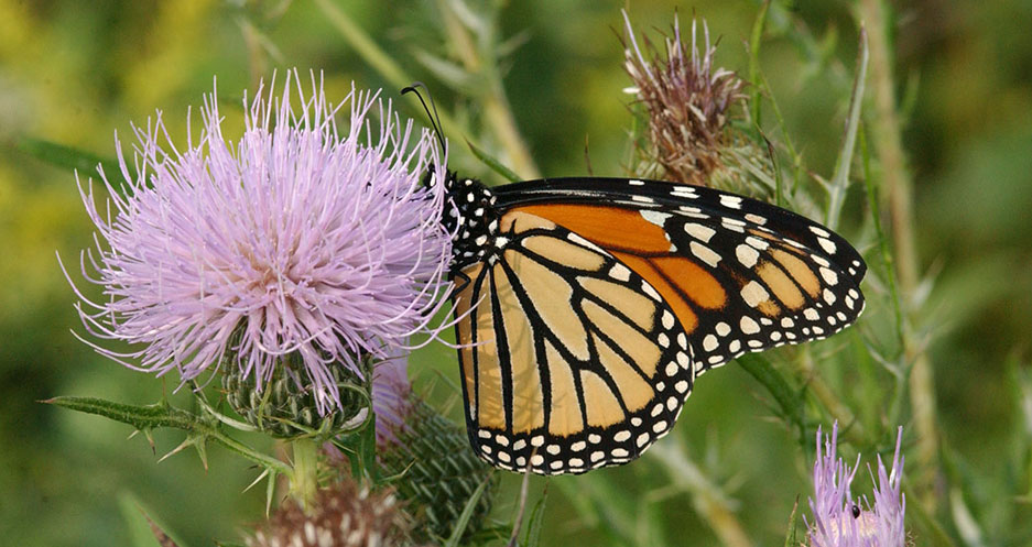 Monarch on thistle