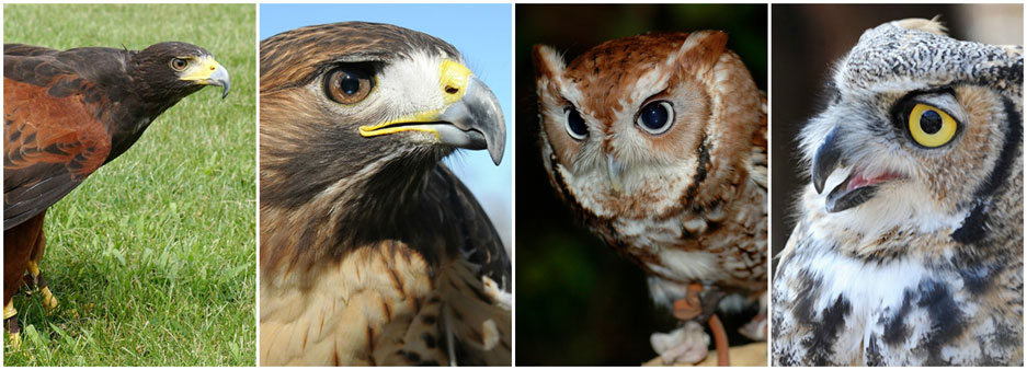 Rescued birds at Brookfield Zoo