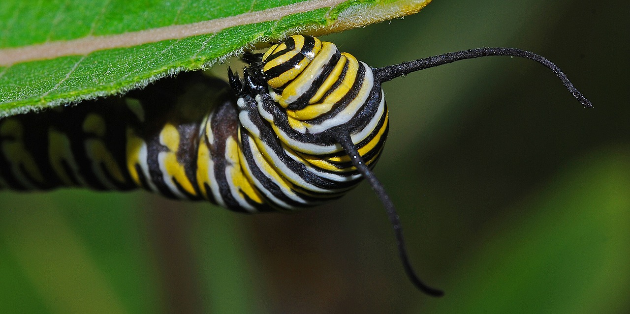Monarch baby