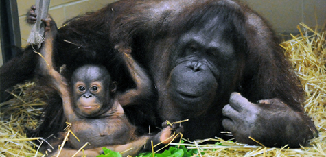 Kecil Orangutan with Surrogate Mom Maggie