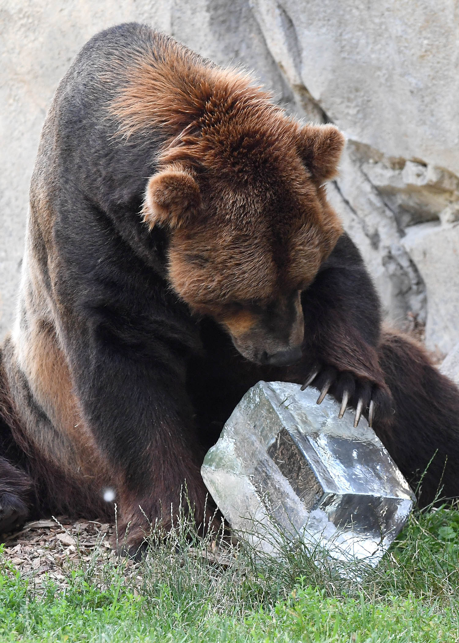 Chicago Zoological Society Animals Enjoying Icy Treats