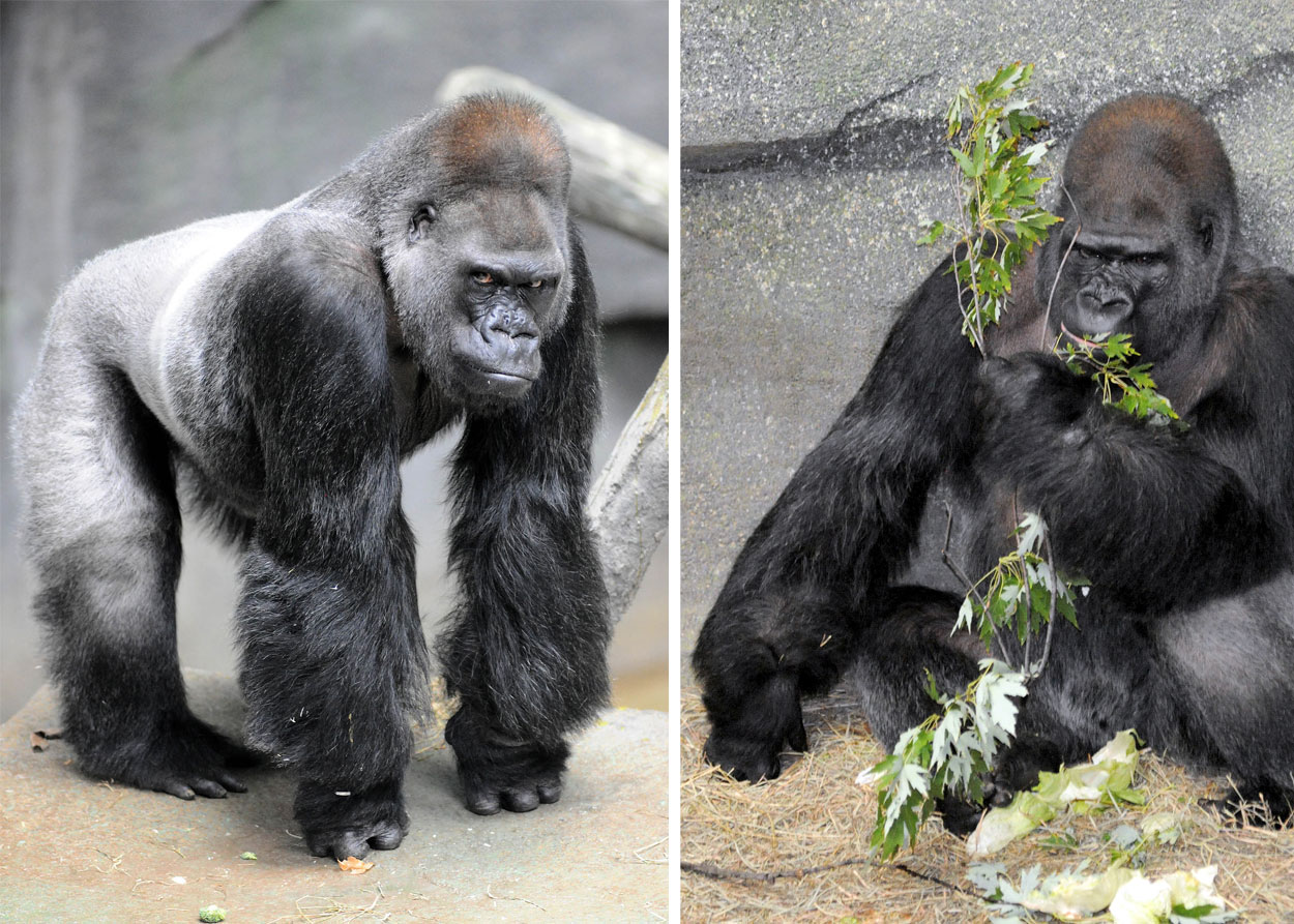 Ramar Gorilla