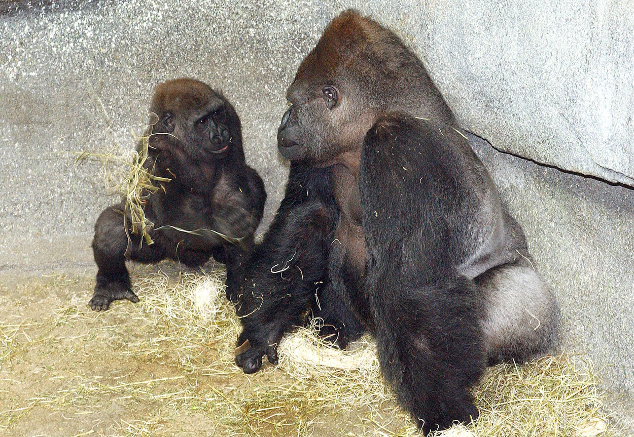 Ramar Gorilla with son Nadaya