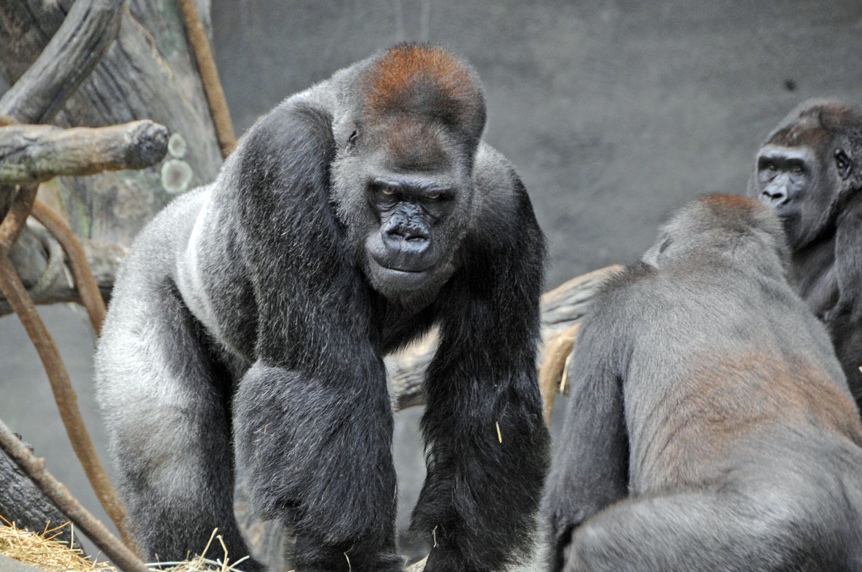 Ramar Gorilla with troop (2009)