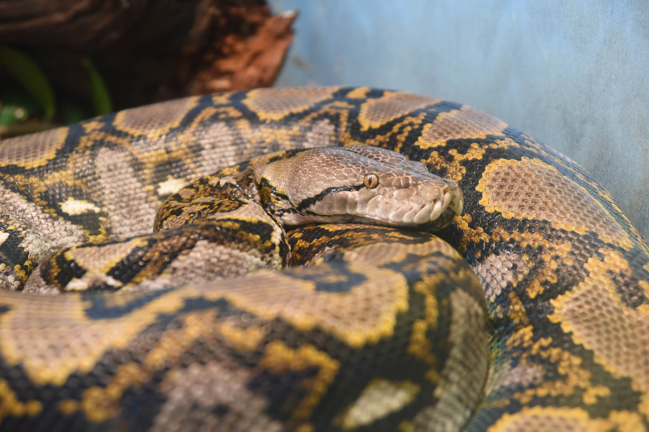 Chicago Zoological Society - Celebrate World Snake Day at Brookfield Zoo