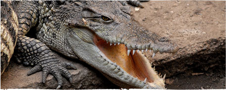 The Candid Croc