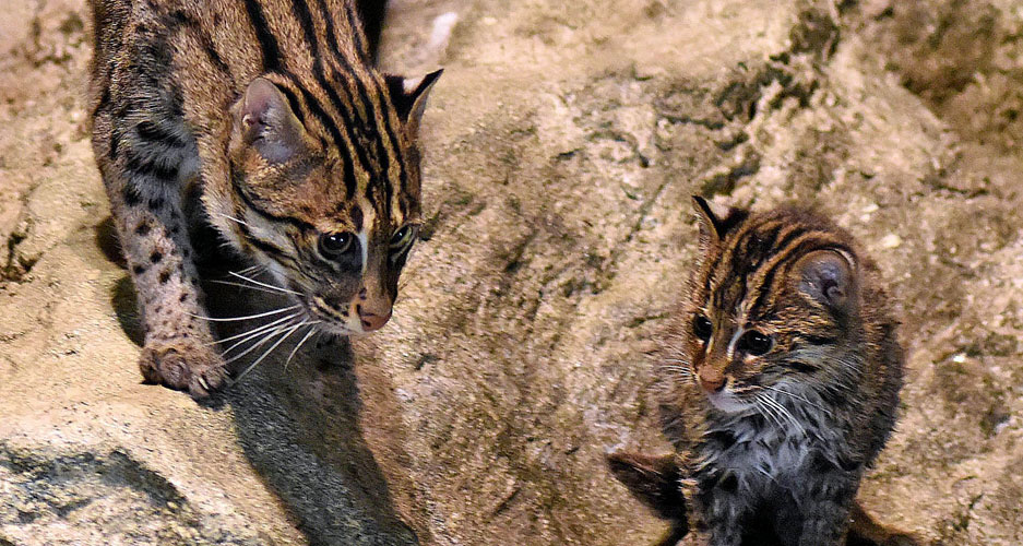 Fishing cats at Brookfield Zoo