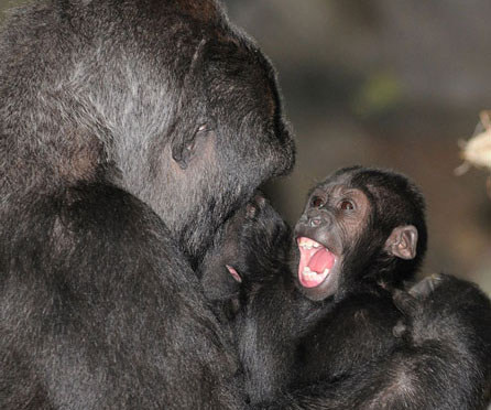Nora Gorilla