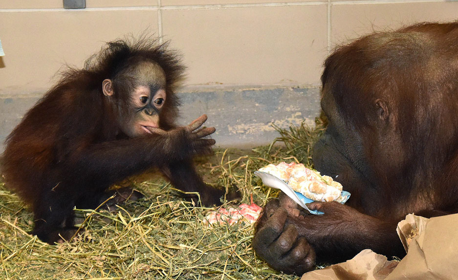 Kecil and Maggie Orangutan