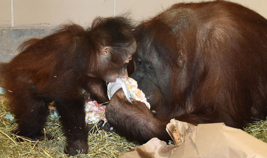 Kecil and Maggie Orangutan