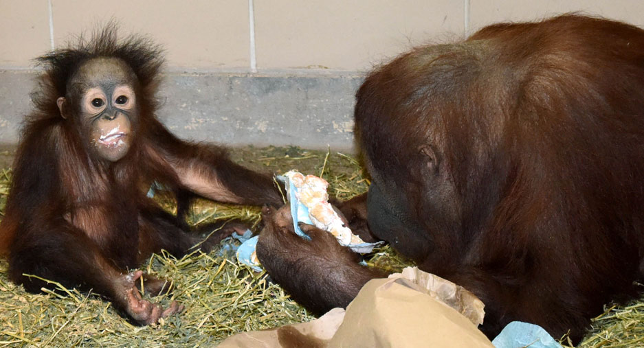 Kecil and Maggie Orangutan