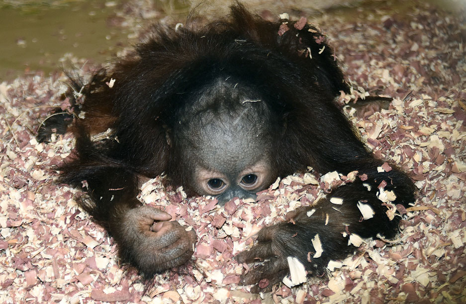 Kecil Orangutan diving into a pile of wood chips for hidden treats