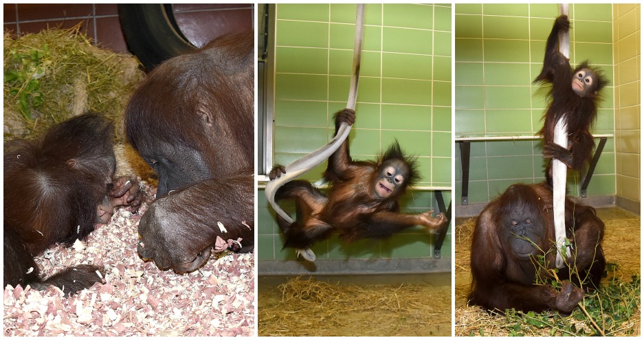 Enrichment for Maggie and Kecil Orangutan