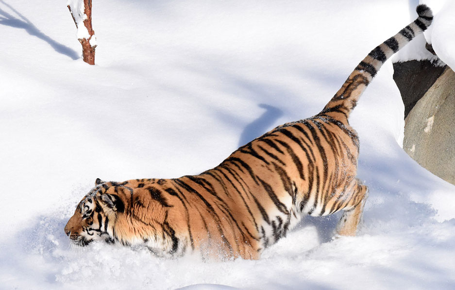 Max Amur Tiger