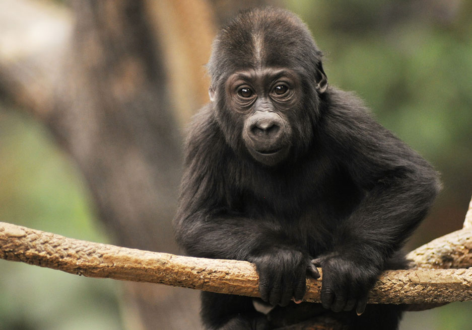 Nora Gorilla