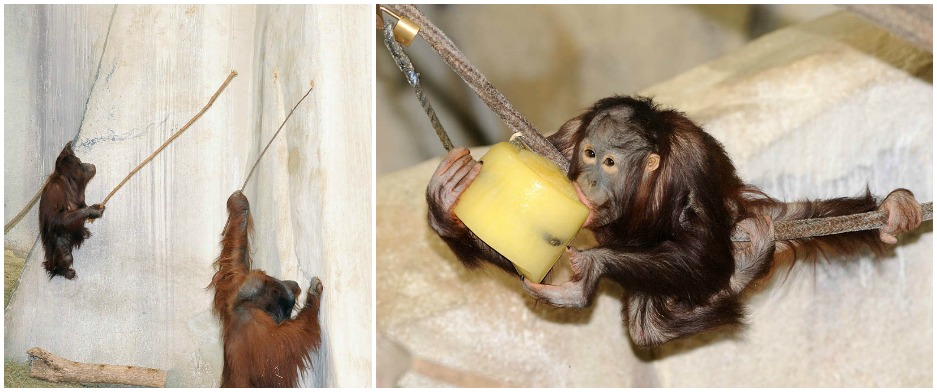 Enrichment for orangutan