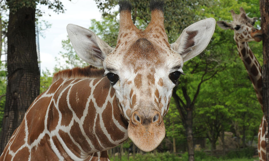 Potoka Giraffe