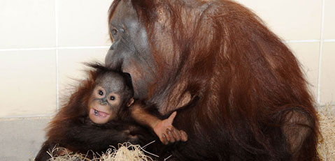Surrogate Mom