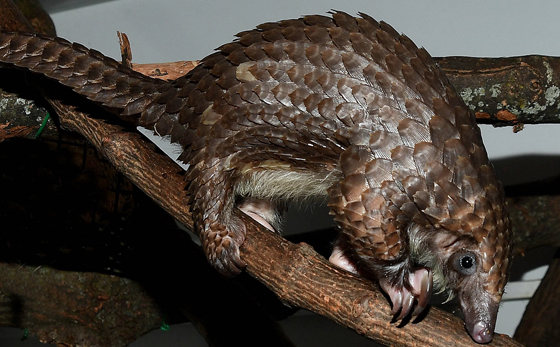 pangolin at Brookfield Zoo