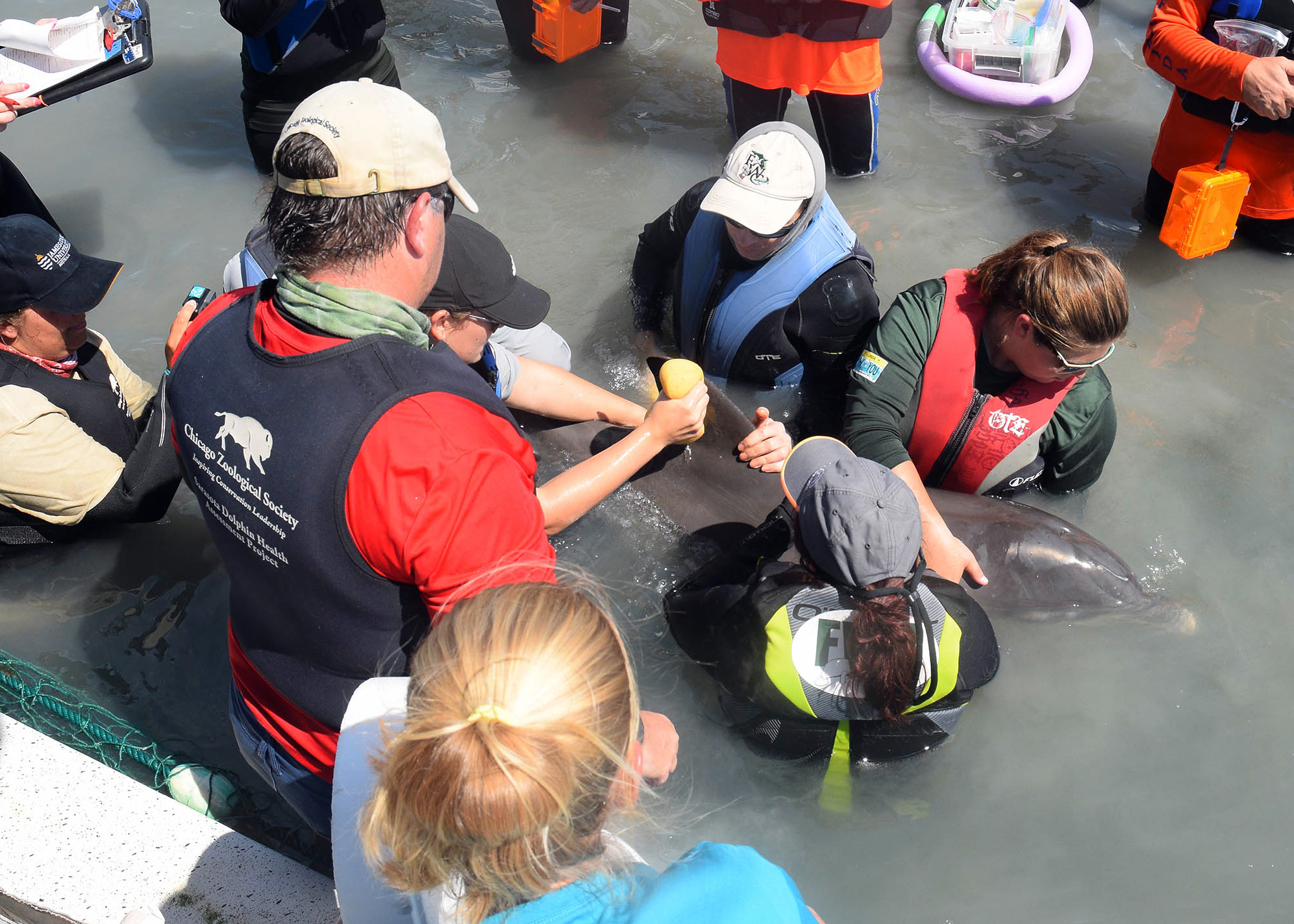 Dolphin Entanglement Rescue in West Florida